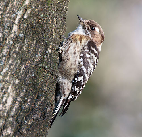 Japanese pygmy woodpecker